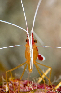 White striped scarlet cleaning shrimp by John Roach 